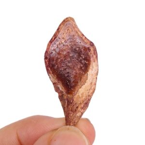 Lepidotes pankowskii