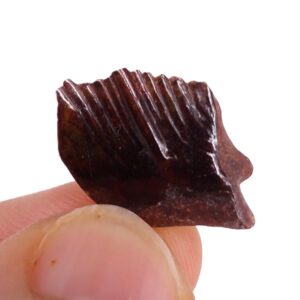 Obaichthys africanus