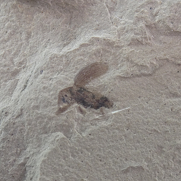 O. Coleoptera - Imagen 3