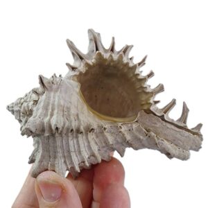 Hexaplex fulvescens