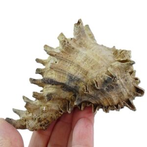 Hexaplex fulvescens