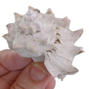Melongena (Rexmela) coronata subcoronata