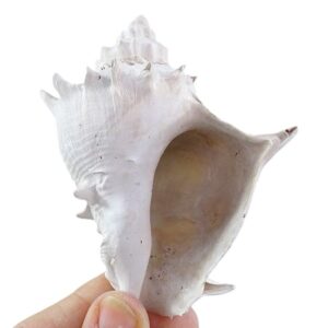 Melongena (Rexmela) coronata subcoronata