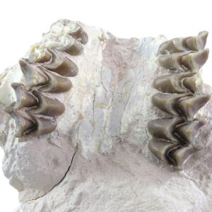 Merycoidodon culbertsoni