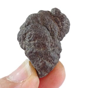 Coprolito de Crocuta crocuta