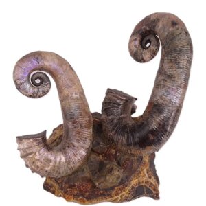 Audoliceras sp.