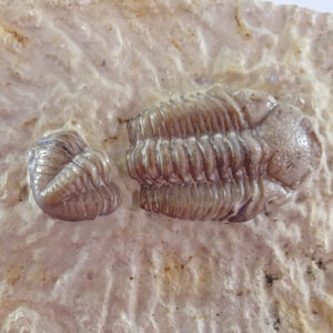 Paciphacops campbelli