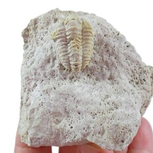 Calymene clavicula