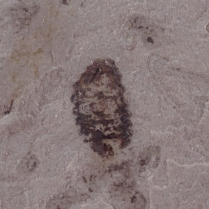 Lithohypoderma ascarides