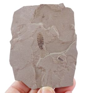 Lithohypoderma ascarides