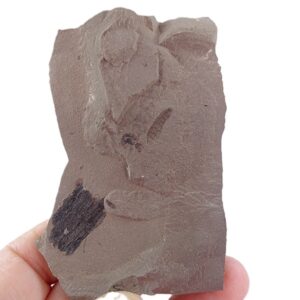 Lithohypoderma ascarides
