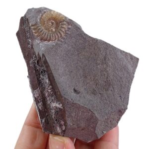 Promicoceras planicosta