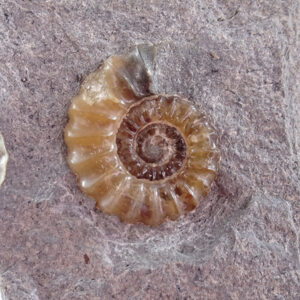 Promicoceras planicosta