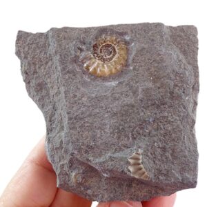 Promicoceras planicosta