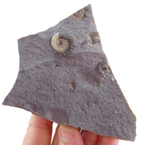 Promicoceras planicosta