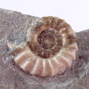 Promicoceras planicosta