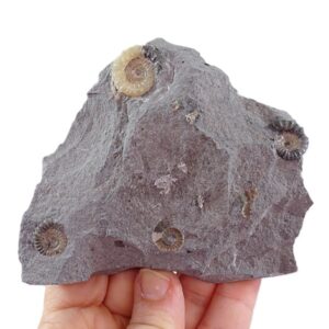 Promicoceras planicosta