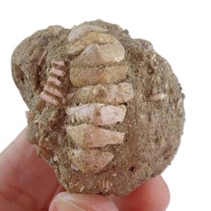 Chiton saeniensis  reconstrucción