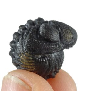 Morocops ovatus