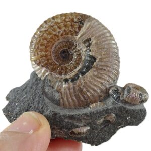 Acanthohoplites nolani VENDIDO