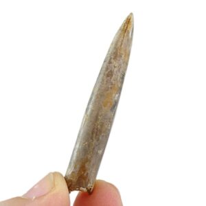Simpsonibelus lentus  VENDIDO