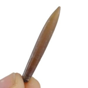 Neohibolites aptiensis