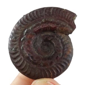 Hildoceras bifrons