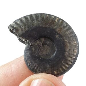 Lunuloceras lunuloides sinuicostatum