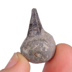Conularia crustula