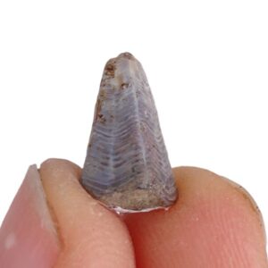 Paraconularia magna