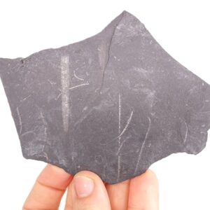Retiolites geinitzianus