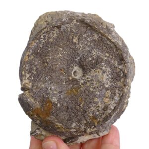 Discophyma etalloni