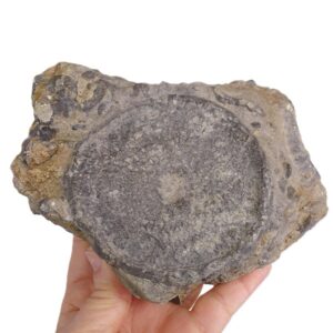 Discophyma etalloni VENDIDO