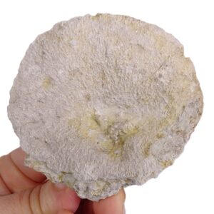 Cnemidiastrum sp.