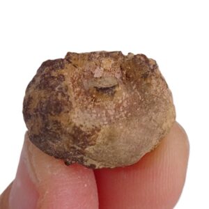 Porifera