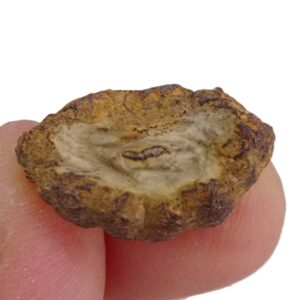Porifera