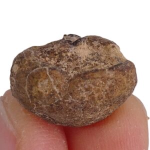 Porifera