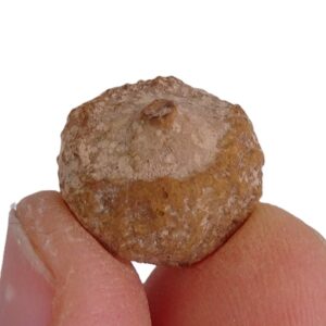 Porifera