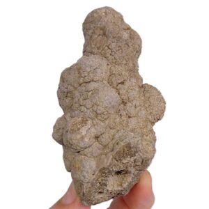 Heliospongia sp. VENDIDO