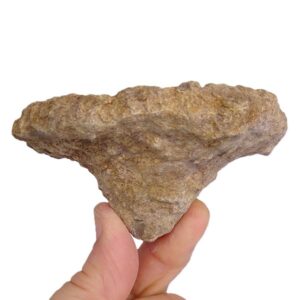 Stauroderma sp.