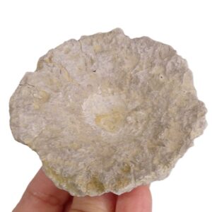 Stauroderma sp.