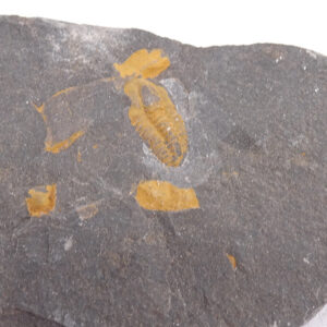 Skreiaspis spinosa