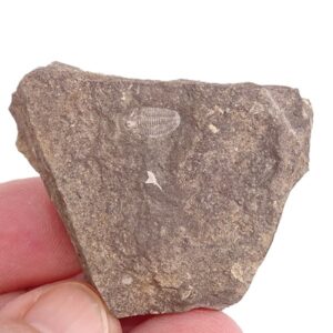 Otarion diffractum
