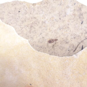 Plecia sp.