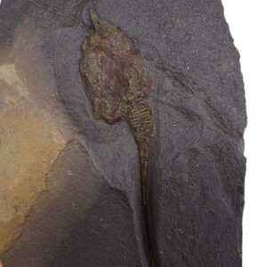 Dendrocystites sedgwicki