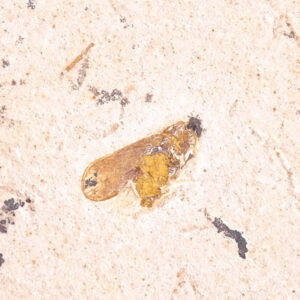 O. Diptera