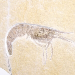 Aeger spinipes