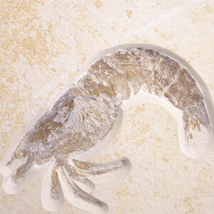 Antrimpos speciosus