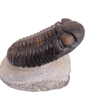 Pedinopariops vagabundus
