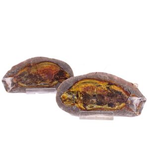 Paracentophorus madagascariensis